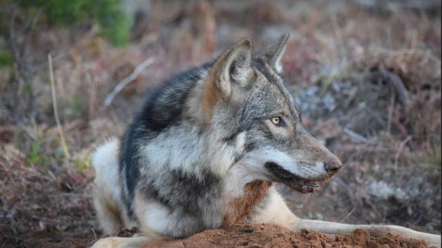 Isle Royale staff kill wolf that grew too reliant on visiting campers