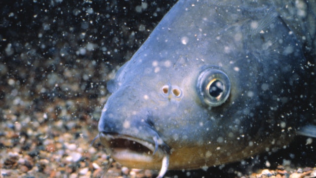 Do Not Eat Fish: MDHHS advises against eating fish from these rivers and lakes due to chemicals