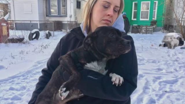 Dogs must be brought indoors when winter weather sets in, says pet advocate