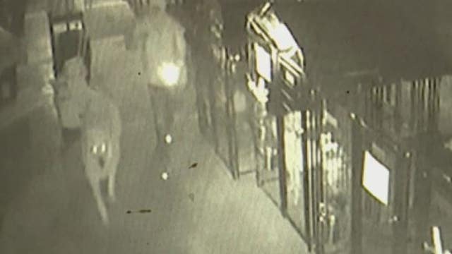 Thieves steal 4 dogs, ransack animal shelter on Detroit's east side