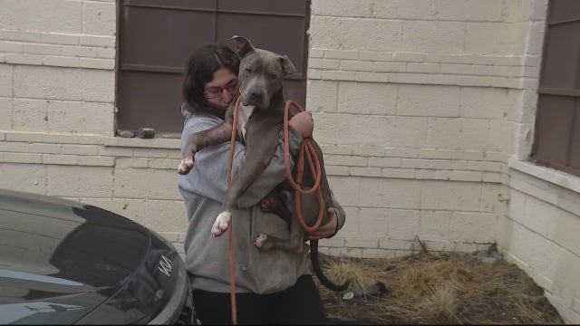 4 dogs found safe after thieves stole them from Detroit shelter