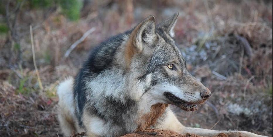 Isle Royale staff kill wolf that grew too reliant on visiting campers