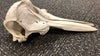 Dolphin skull found in baggage at Detroit airport