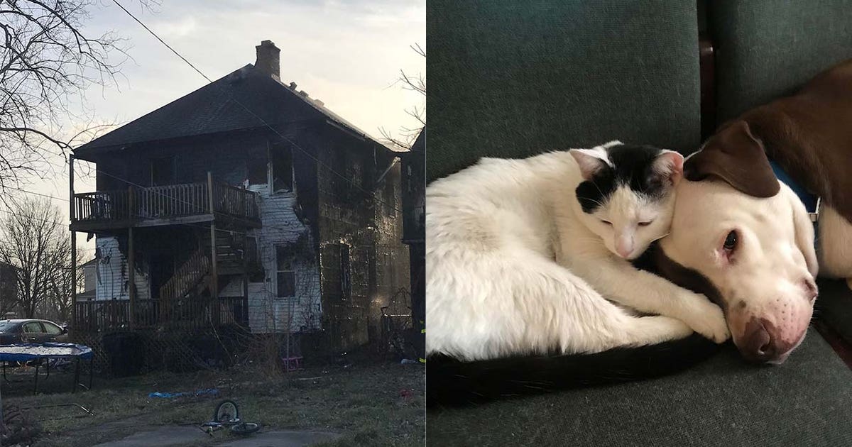 Dog saves toddler from fire that torched Detroit apartment, left family ...