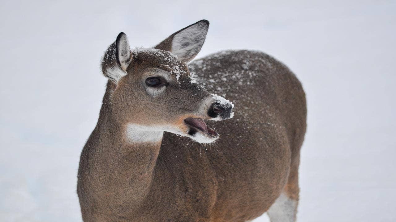 Michigan DNR Seeks Opinions About Deer - How To Share Feedback | FOX 2 ...