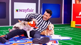 Puppy Bowl XIX will feature 122 puppies from 67 shelters, referee says: ‘They’re all stars’