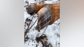 Deputies looking for owner of horse found dead, dumped in West Michigan