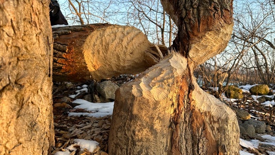 Beavers, weasels, and more animal pests added to DNR's kill list