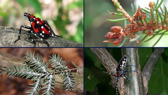 Invasive beech leaf disease and spotted lanternfly discovered in Michigan last year