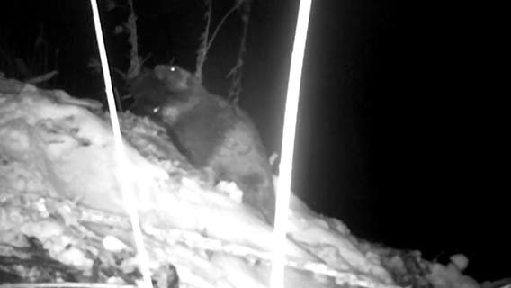 Beavers reclaiming land on abandoned island in Detroit River