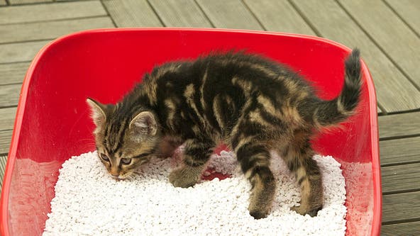Write your ex’s name in litter box for Valentine’s Day