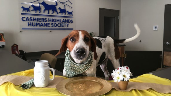 Emotional video helps hound get forever home after 7 years at shelter