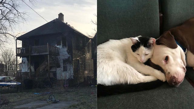Dog saves toddler from fire that torched Detroit apartment, left family of six homeless