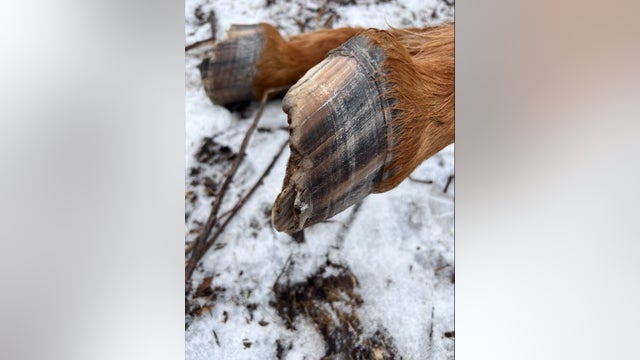 Deputies looking for owner of horse found dead, dumped in West Michigan