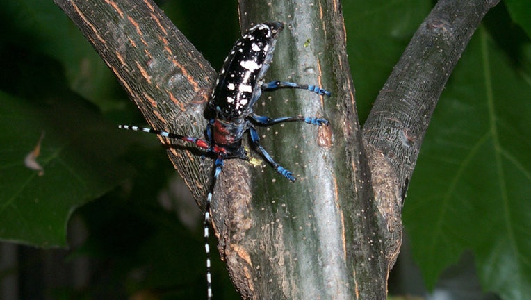 asian longhorned beetle