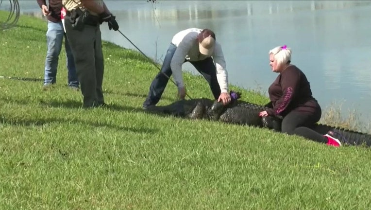 Alligator kills elderly woman in Florida
