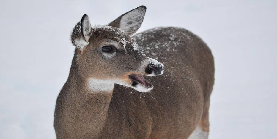 Hunting in Michigan: How to get your deer tested for chronic wasting disease