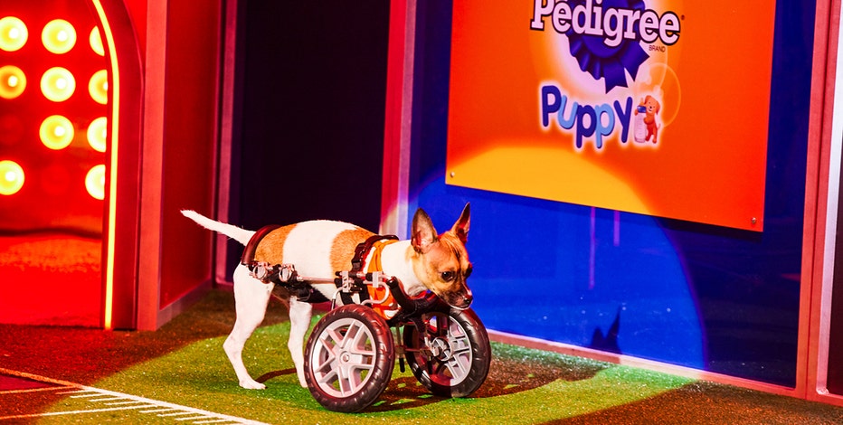 Where to Stream the Super Bowl LVII (2023): Puppy Bowl and Great American  Rescue Bowl