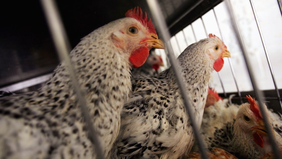 WHO Warns Of Potential Bird Flu Pandemic