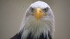 Shelby Township discovers two nesting bald eagles at one of its parks