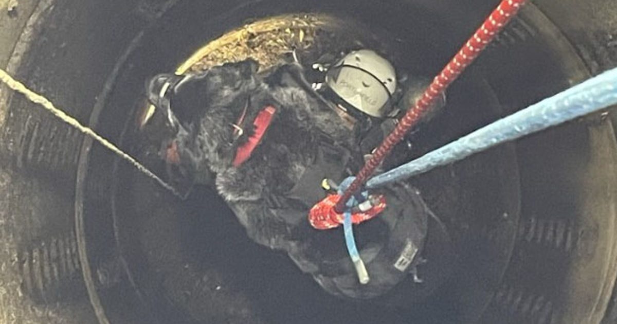 First responders rescue dog that fell 23 feet down storm drain | FOX 2 ...