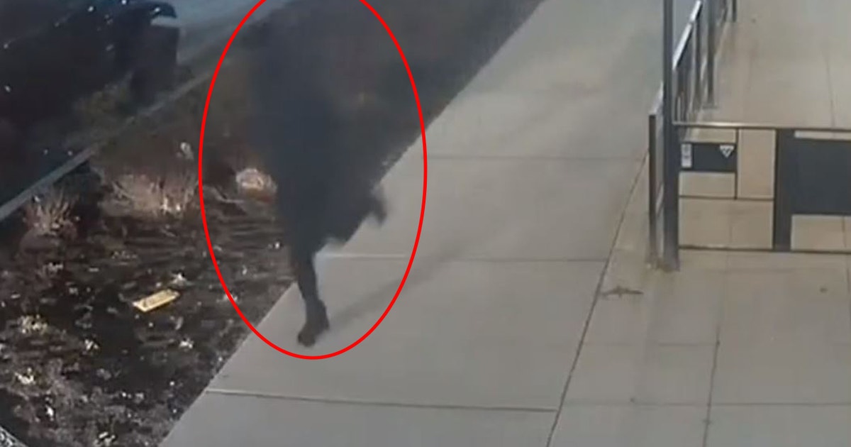 Detroit police searching for suspect after fatal shooting in Midtown ...