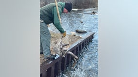 Huron River, Spring Mill Pond stocked with thousands of trout -- What anglers need to know