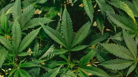 Michigan weighs removing pre-employment drug test for marijuana