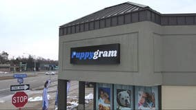 Berkley considers anti-pet store bill as new Puppygram business catches criticism