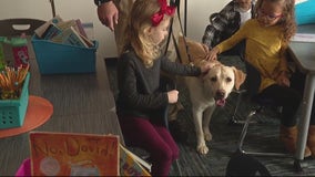 Labrador named Echo trains to be therapy and firearms detection dog at Plymouth-Canton schools