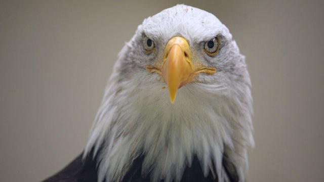 Shelby Township discovers two nesting bald eagles at one of its parks