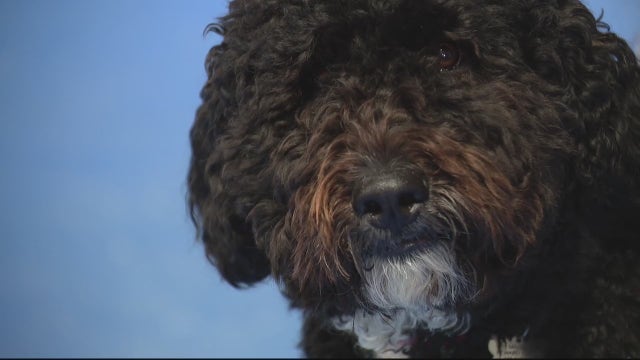New service animal laws enabling better training for pets in Michigan