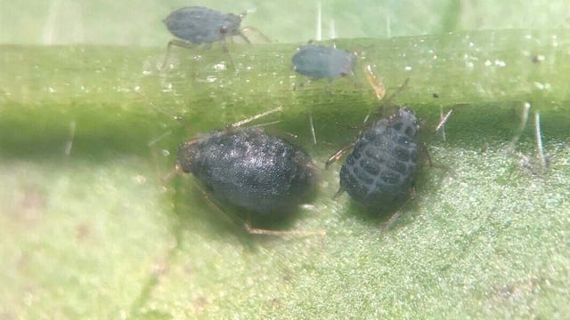 Grenade-shaped insect could be key to taking bite out of notorious invasive plant in Michigan