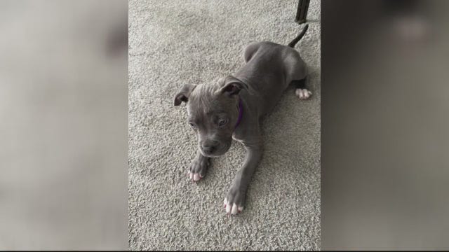 Detroit man charged after video of him beating puppy over sunglasses surfaces on social media