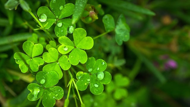 Metro Detroit weather: Mild with rain to start St. Patrick's Day before temperatures drop later Friday