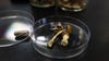 Legal magic mushrooms? Ann Arbor lawmaker wants to decriminalize psychedelic plants