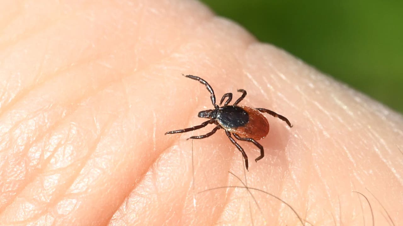 Ticks in Michigan: What to know about Lyme disease  FOX 2 Detroit