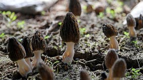 Where to find morel mushrooms in Michigan