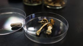 Legal magic mushrooms? Ann Arbor lawmaker wants to decriminalize psychedelic plants