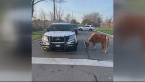 What happens to a pony found wandering Detroit street?