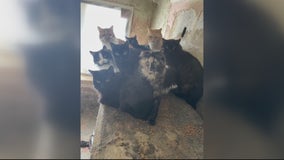 Ferndale Cat Shelter looking for homes for dozens of pets rescued from home