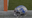 Lions DL Onwuzurike out for 2025 season with torn ACL