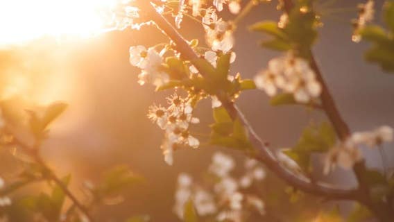 Metro Detroit weather: Heat index could hit 100 as stretch of 90-degree days begins