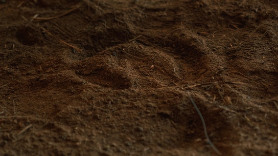 Man accused of filling Detroit demo sites with contaminated dirt, billing city for $1+ million