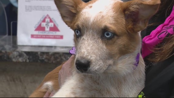 Michigan animal abuse registry could be on next election ballot