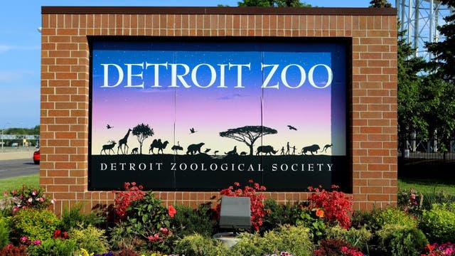 Detroit Zoo after hours: Sip drinks and see the animals during adult-only nights