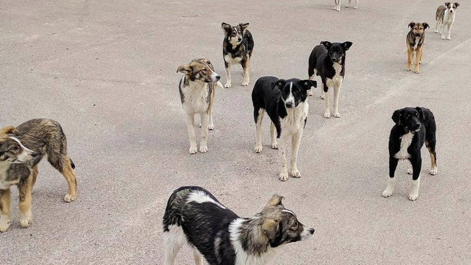 Chernobyl-dogs2.jpg