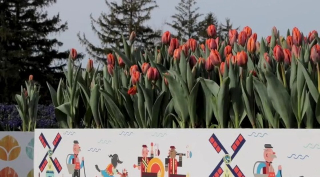 Holland Tulip Time 2026: A guide to beloved west Michigan festival
