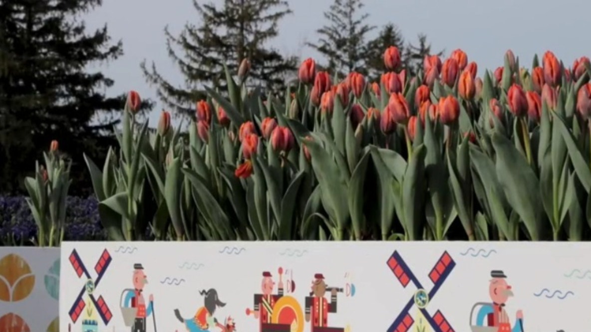 Holland Tulip Time 2026: A guide to beloved west Michigan festival
