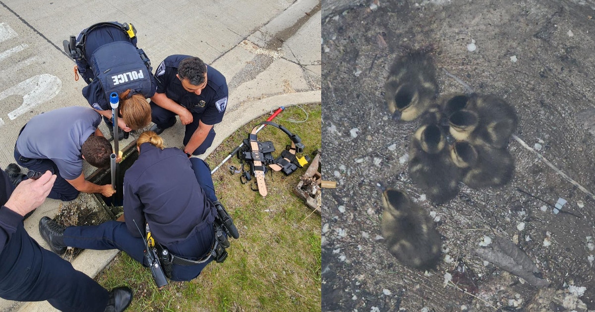 Troy first responders rescue 6 ducklings from storm drain | FOX 2 Detroit